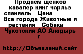 Продаем щенков кавалер кинг чарльз спаниель › Цена ­ 60 000 - Все города Животные и растения » Собаки   . Чукотский АО,Анадырь г.